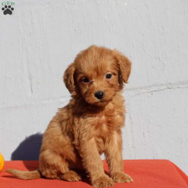 Vayda, Mini Goldendoodle Puppy